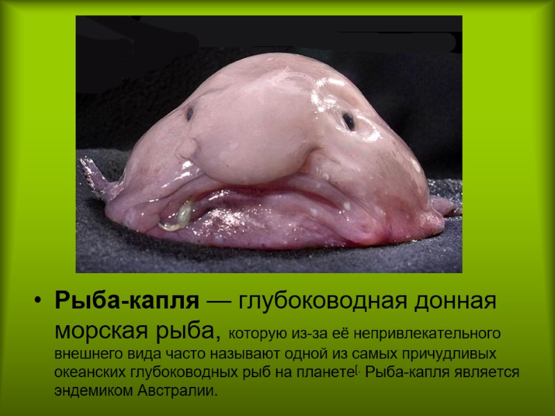 Рыба-капля — глубоководная донная морская рыба, которую из-за её непривлекательного внешнего вида часто называют